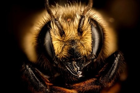 Megachile melanophaea, f, face, Mariposa, CA 2017-07-19-17.21