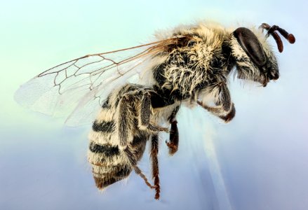 Colletes phaceliae, f, side, colorful blue 2, Pennington Co, SD 2016-02-02-11.50 photo