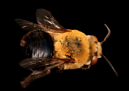 Centris attripes, back, m, Fayette Co, TX 2017-09-22-15.50