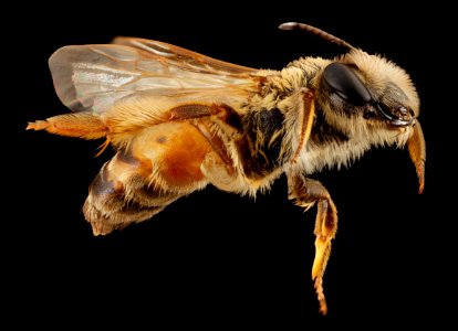 Andrena israel, f, israel, side 2014-10-11-16.03.18 ZS PMax