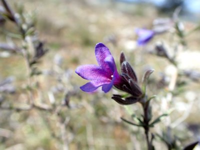 FLORES DE LA RIBERA DEL DUERO VALLADOLID