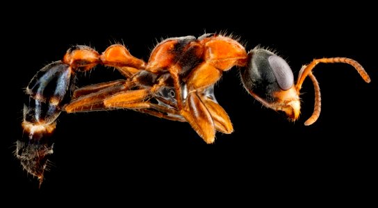 Pseudomyrmex gracilis, U, side, Florida, Miami-Dade County 2013-02-01-14.25.45 ZS PMax photo