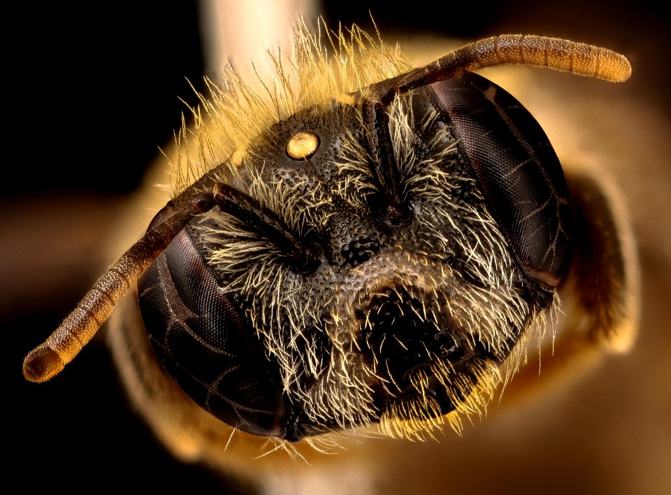 Meliturgula scriptifrons, f, face, Kruger NP, South Africa Mpumalanga 2018-08-15-20.05.33 ZS PMax UDR