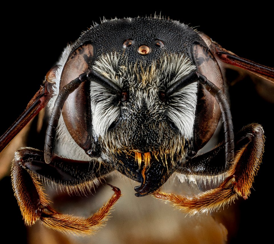 Megachile inimica, U, face, Maryland, Anne Arundel County 2013-03-27-14.14.16 ZS PMax