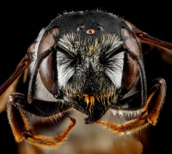 Megachile inimica, U, face, Maryland, Anne Arundel County 2013-03-27-14.14.16 ZS PMax photo