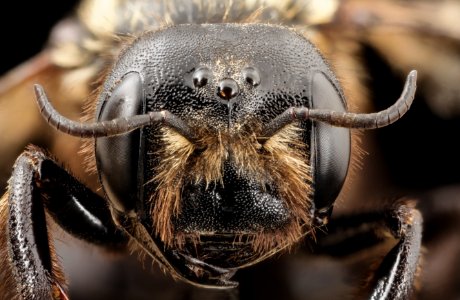 Trichothurgus aterimma, m, face, clean chile 2014-07-26-15.34.43 ZS PMax