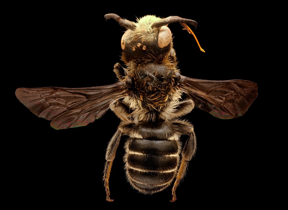 Hoplitis sambuci, m, back, Bray 2, CA 2019-03-23-15.44.44 ZS PMax UDR 1