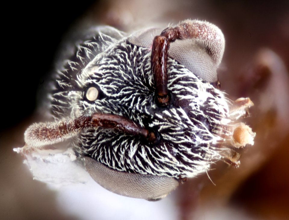 Lasioglossum izawsum, f, dyke marsh va, face 2021-02-16-14.44.02 ZS PMax UDR