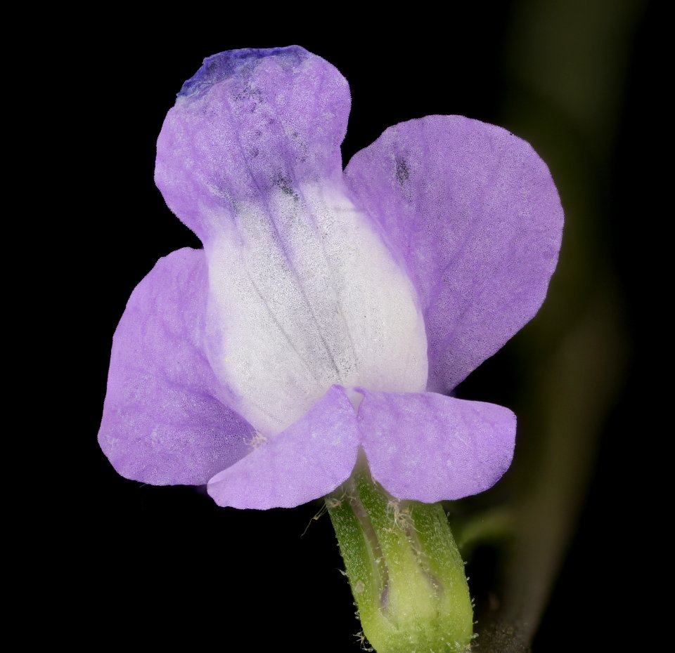 Nuttallanthus canadensis 3, Blue todflax, Howard County, Md, Helen Lowe Metzman 2019-10-23-19.06.47 ZS PMax UDR