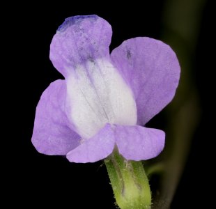 Nuttallanthus canadensis 3, Blue todflax, Howard County, Md, Helen Lowe Metzman 2019-10-23-19.06.47 ZS PMax UDR photo