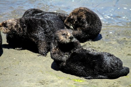 Sea otters at Moss Landing photo