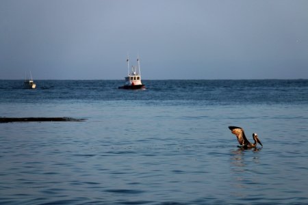 California brown pelican prepares for flight near Hollywood Beach, Calif.