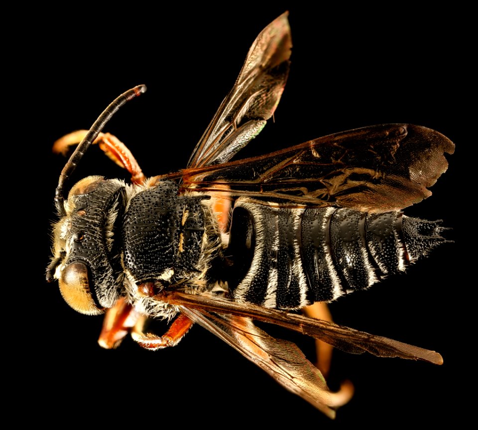 Coelioxys germana, m, back, Kent Co, MD 2015-12-08-17.06