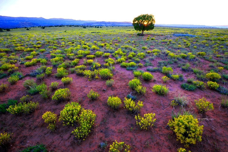 Sunset Over Snakeweed and Juniper