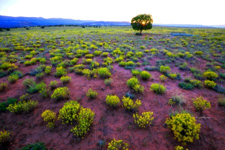 Sunset Over Snakeweed and Juniper