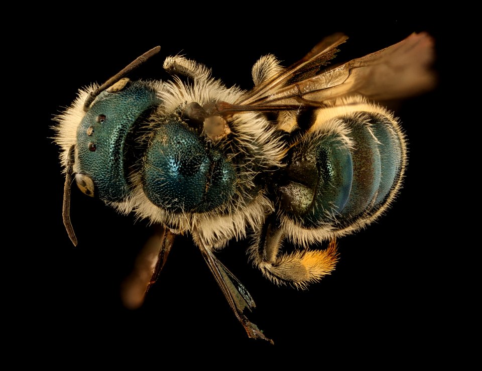 Osmia georgica, f, back, ma, powerline 2018-11-05-11.28.15 ZS PMax UDR