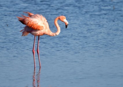Flamingo ruffling its feathers