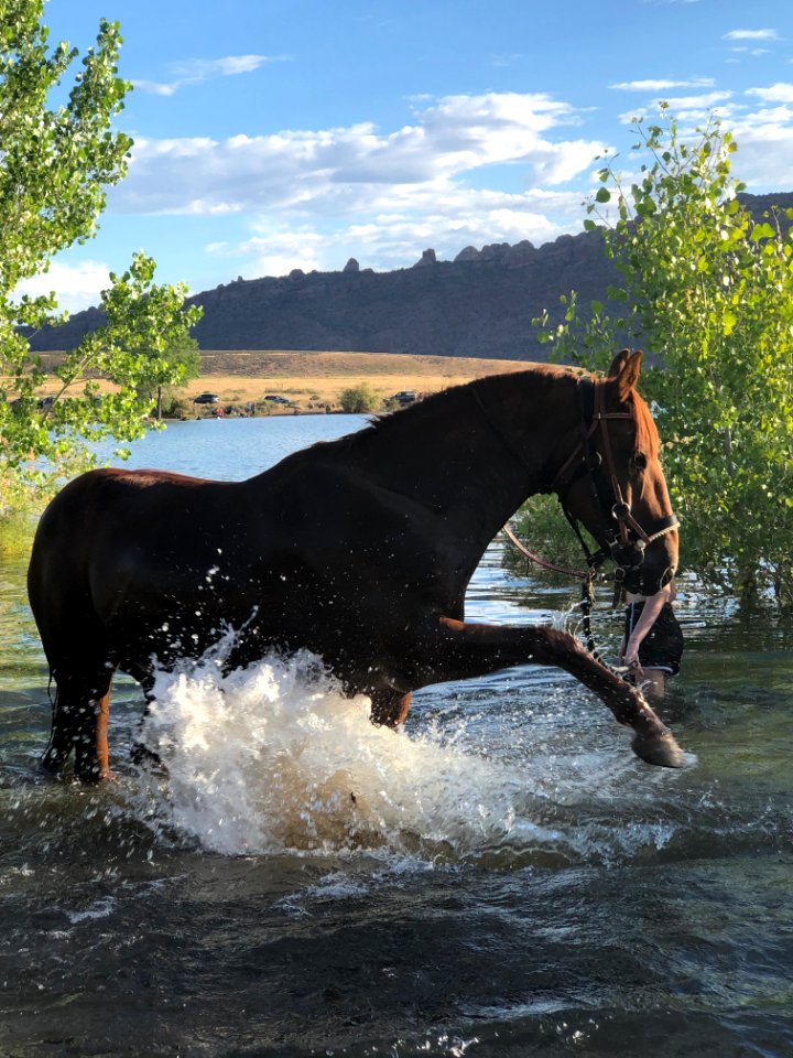 Mustang Paws at Ken's Lake