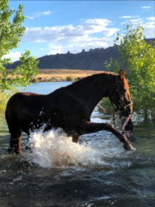 Mustang Paws at Ken's Lake