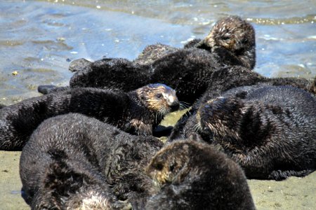 Sea otters sunbathe