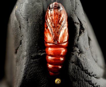 Southern armyworm pupae, underside 2014-06-04-18.34.00 ZS PMax photo