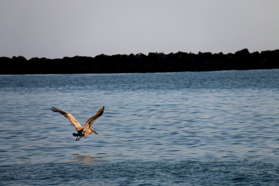 California brown pelican in flight near Hollywood Beach, Calif.