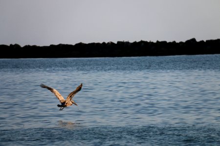 California brown pelican in flight near Hollywood Beach, Calif.