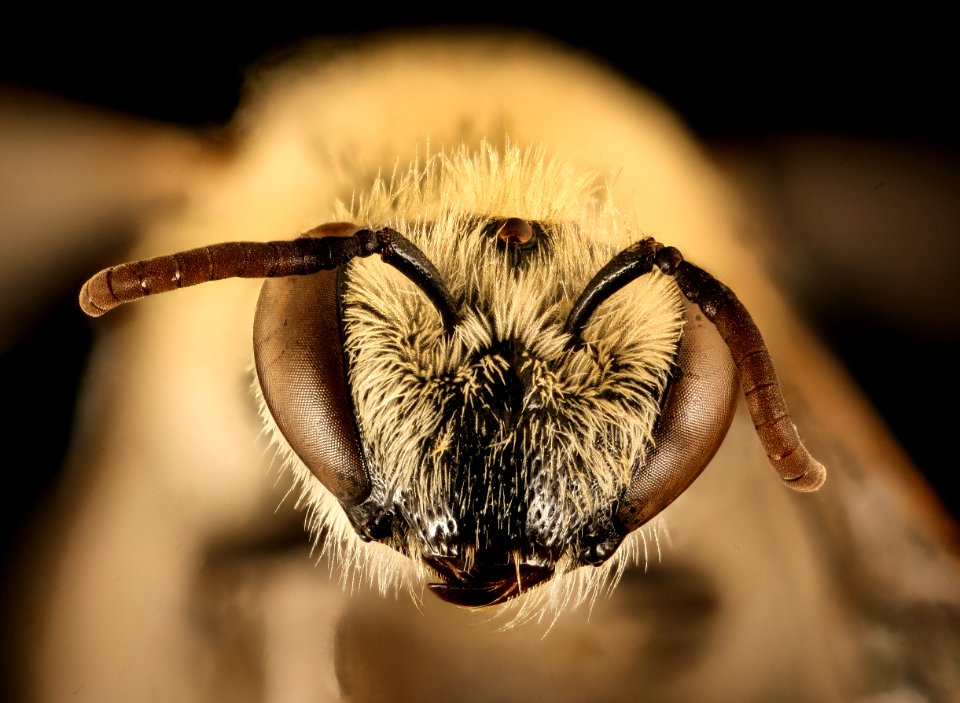 Colletes phaceliae, m, face, Pennington Co., SD 2018-06-19-17.09