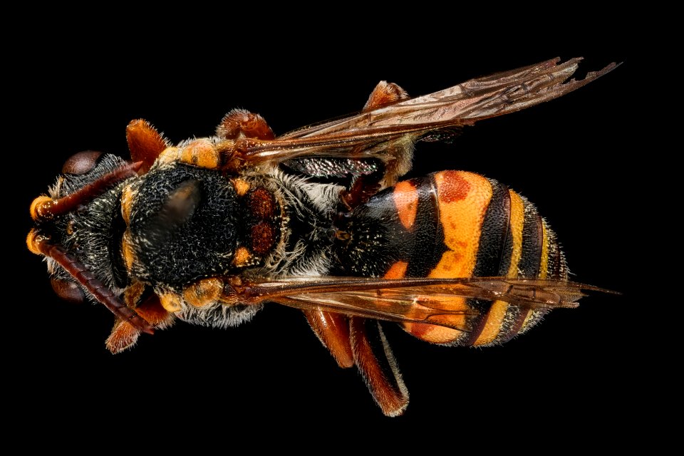 Nomada erigeronis, m, back, Mercer Co., NJ 2018-06-20-15.59.52 ZS PMax UDR