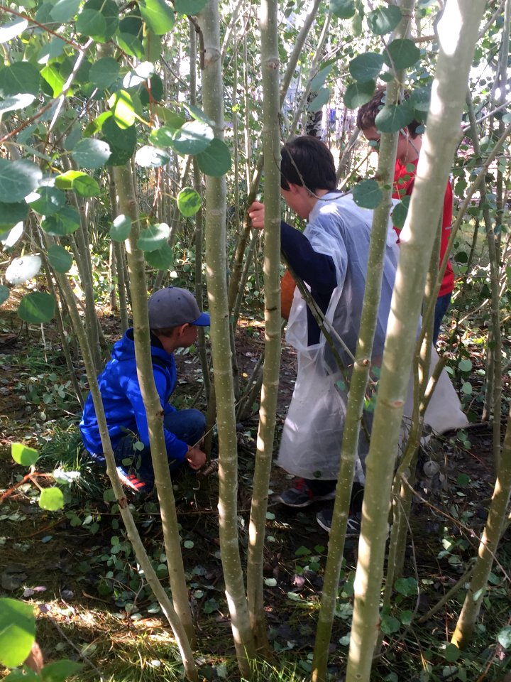 Students studying aspen trees
