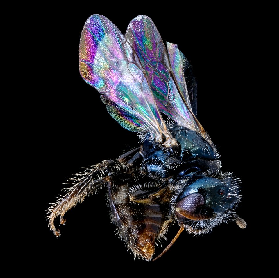 Perdita boltoniae, front right, male 091720 2020-09-17-14.40.57 ZS PMax UDR