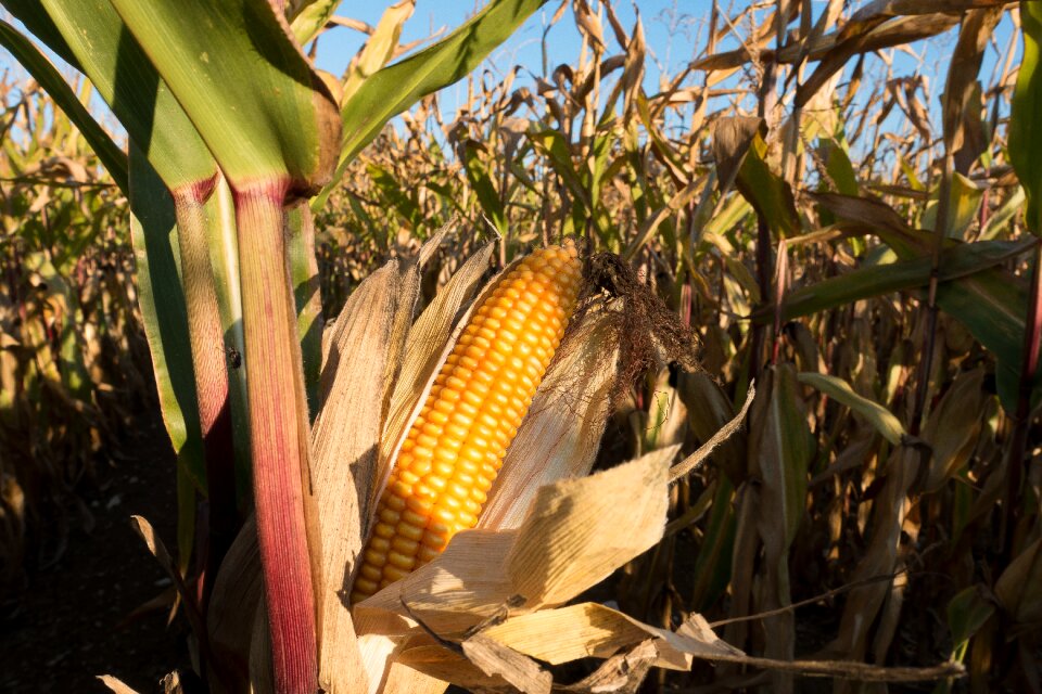 Zea mays cereals food
