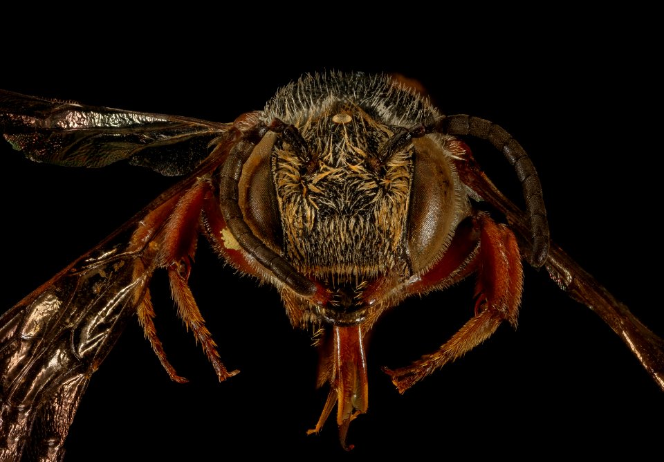 Coelioxys obtusiventris, f, face, Clark Co., Rose Pond, CA 2016-03-02-11.22