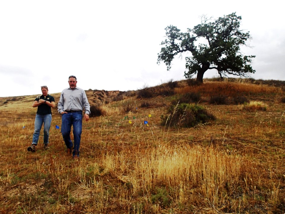 Assessing status of San Fernando Valley spineflower