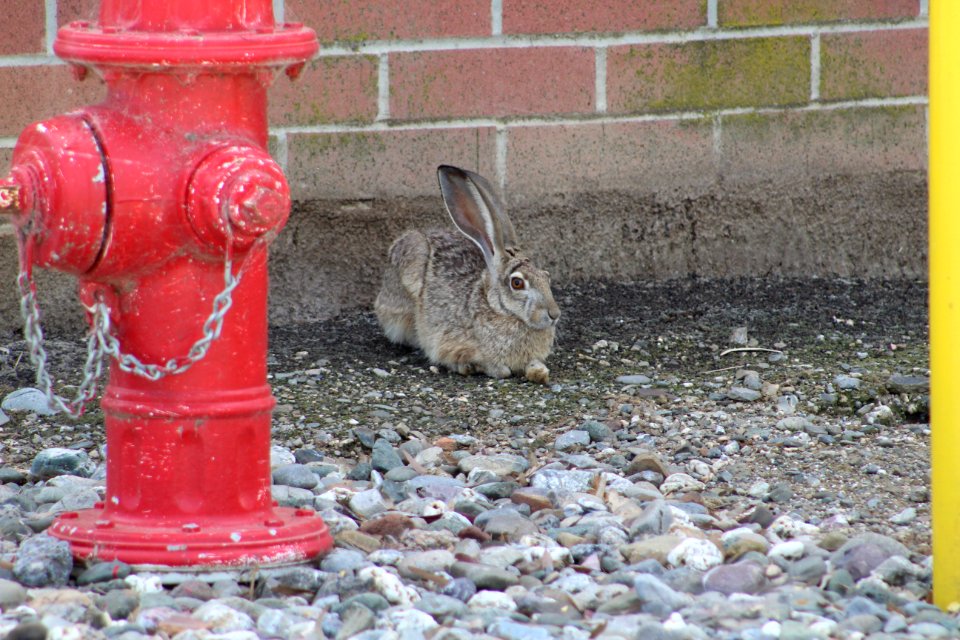 Black-tailed jackrabbit