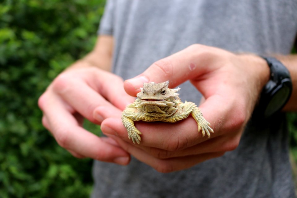 California Horned Lizard (2)