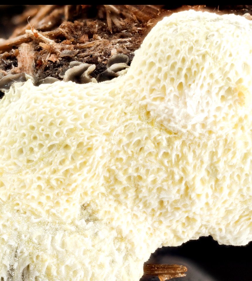Ceratiomyxa fruticulosa variety, Poriodes 2014-07-01-10.46.09 ZS PMax