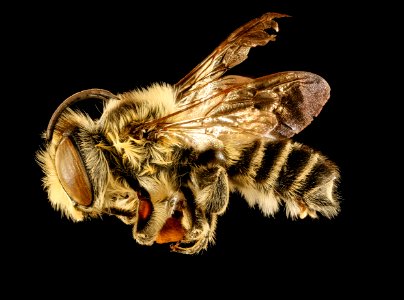 Megachile mendica, m, side, prince george's co, md 2016-04-19-11.11