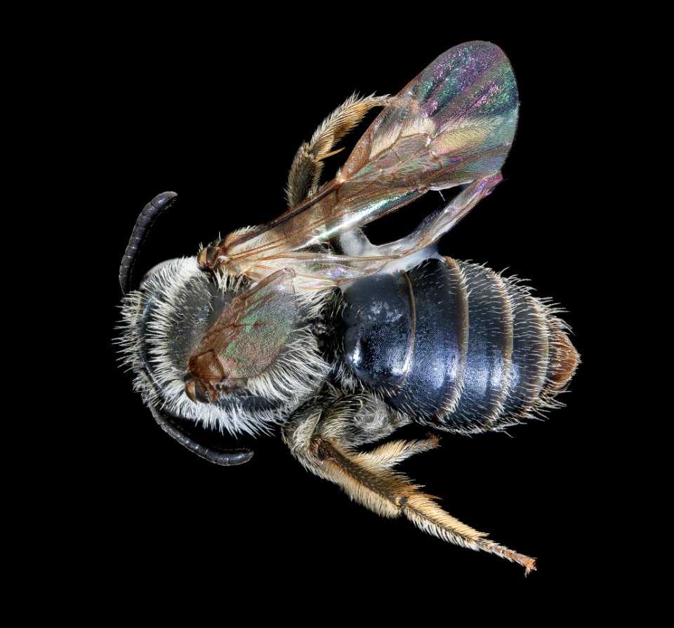 Andrena melanochroa, f, back, Alleghany Co. VA 2020-02-17-14.29.54 ZS PMax UDR