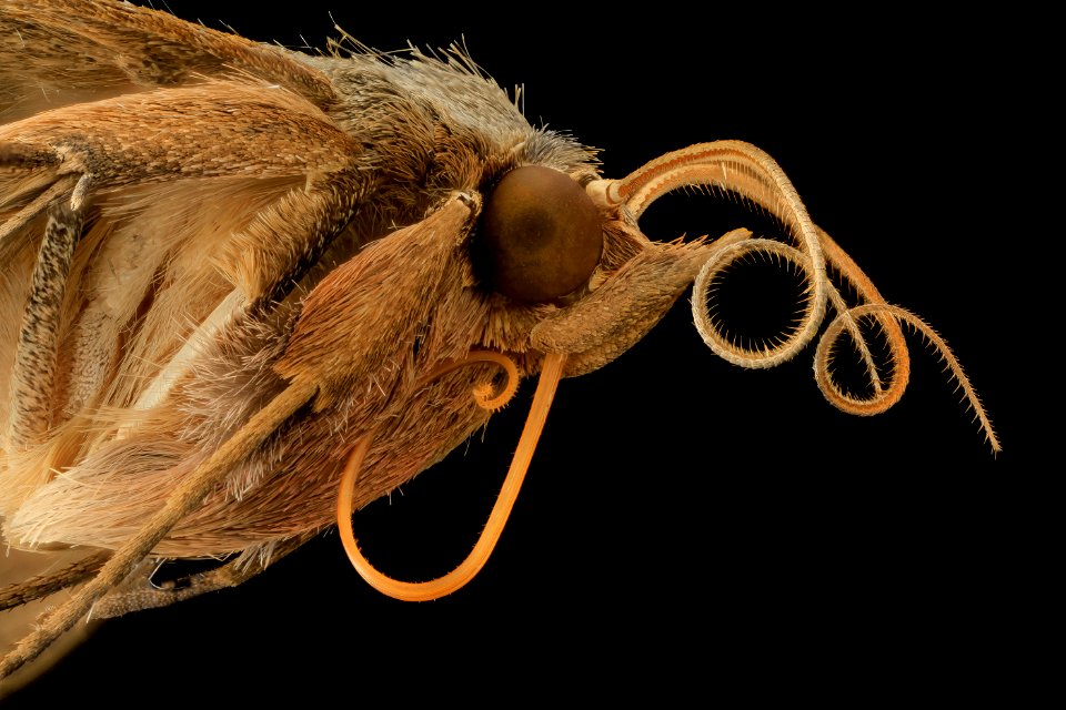 velvetbean caterpillar, moth, side face 2014-06-06-11.56.39 ZS PMax