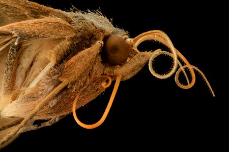 velvetbean caterpillar, moth, side face 2014-06-06-11.56.39 ZS PMax photo