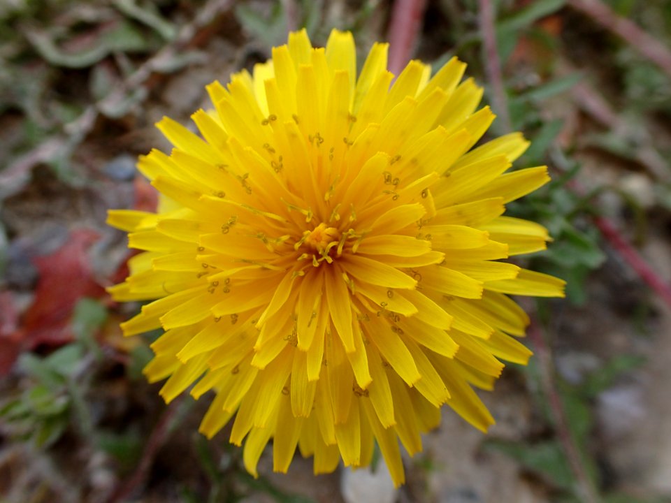 FLORES DE LA RIBERA DEL DUERO VALLADOLID