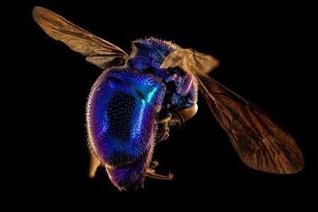 blue jewel bee, m, back, Skukuza, South Africa 2018-08-16-01.29.22 ZS PMax UDR