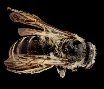 Colletes thysonellae, female, back 2012-04-02-13.47.02 ZS PMax