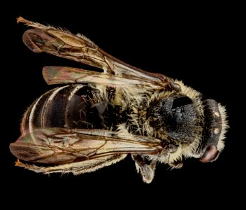 Colletes thysonellae, female, back 2012-04-02-13.47.02 ZS PMax photo