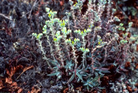 Conejo dudleya (Dudleya abramsii ssp. parva)