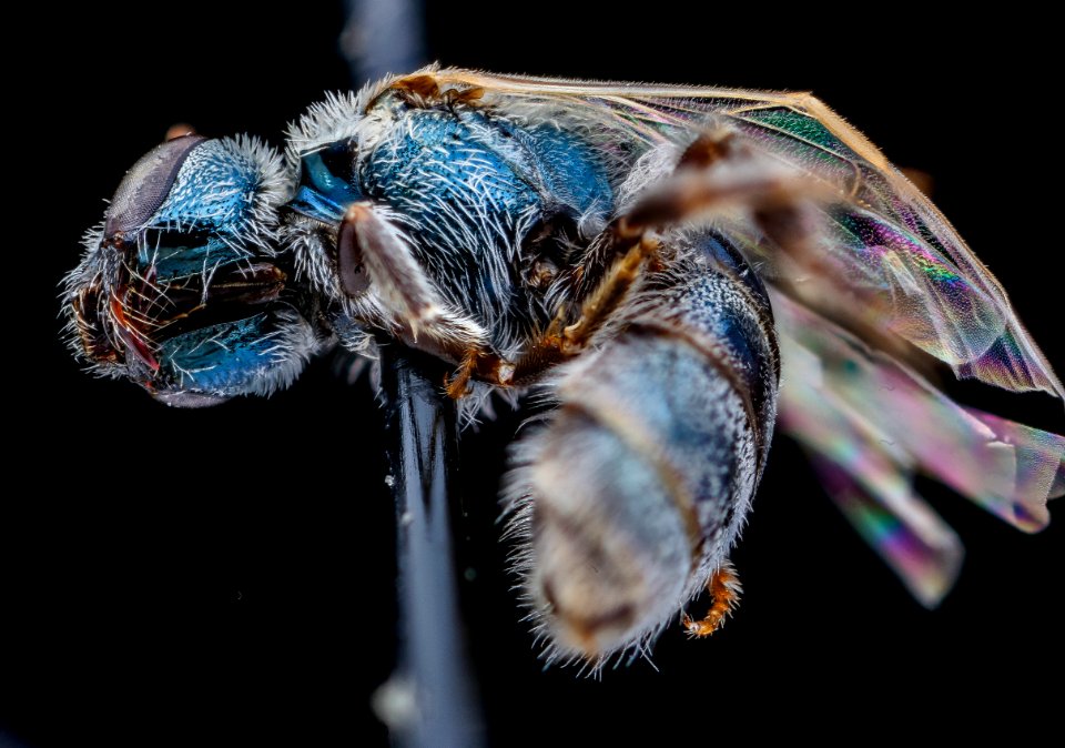 Lasioglossum semicaeruleum, pleura, md, talbot steiner 2020-02-17-17.26.36 ZS PMax UDR