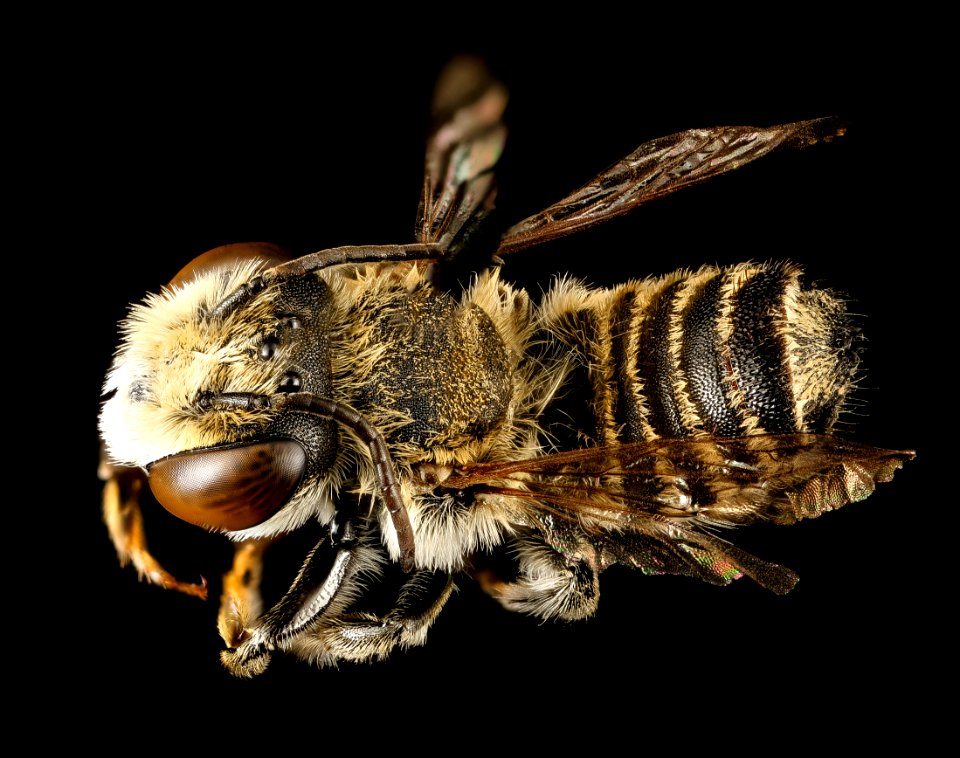 Megachile species, m, south africa, kruger, back 2016-12-08-17.10