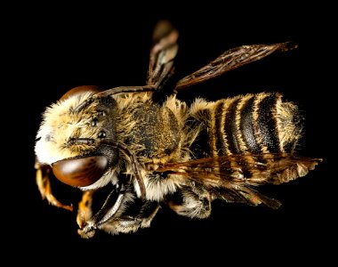 Megachile species, m, south africa, kruger, back 2016-12-08-17.10