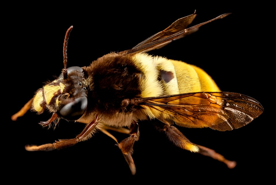 bee big 3 color, m, india, angle 2014-08-09-21.46.28 ZS PMax